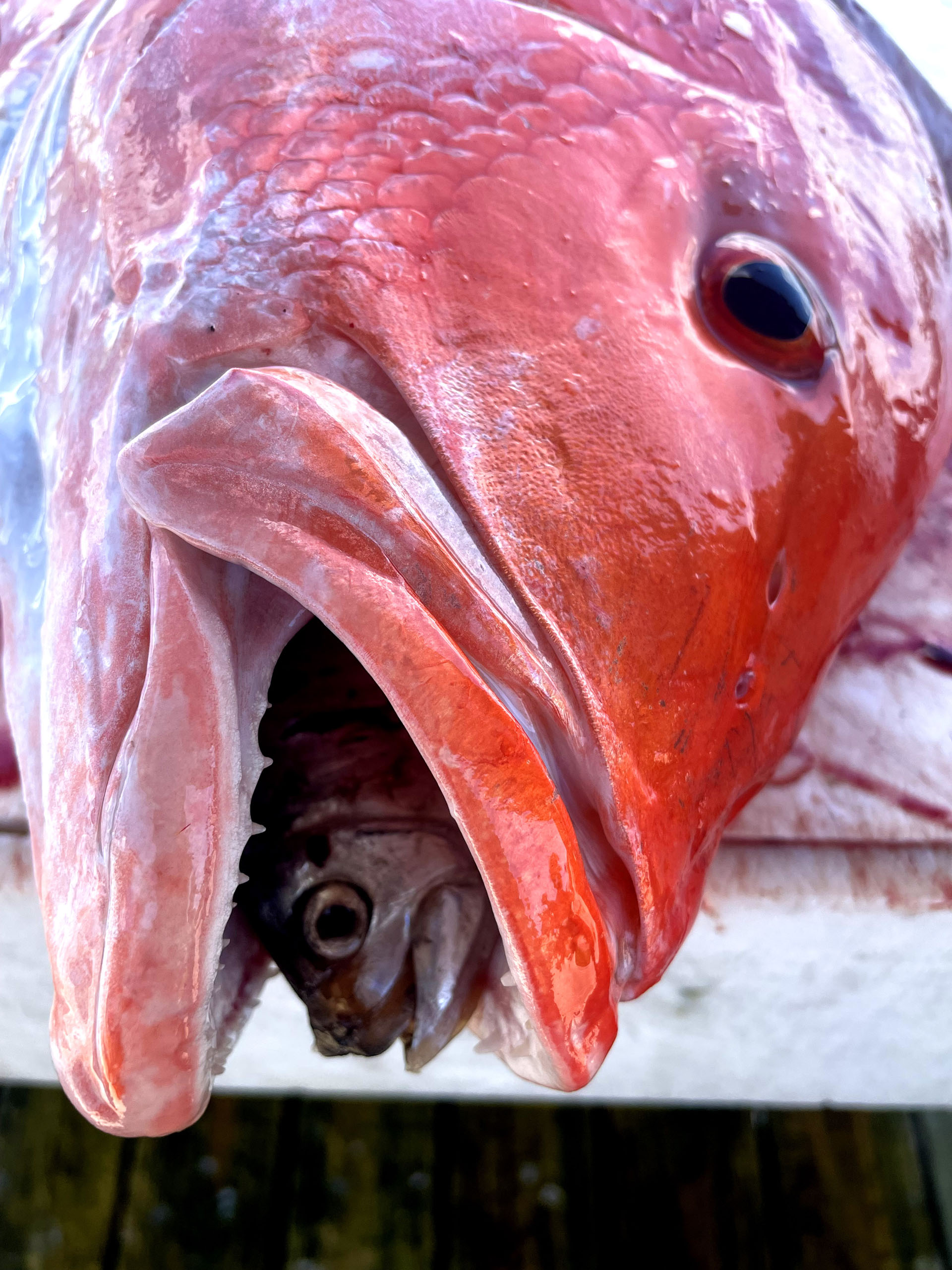 Offshore Fishing